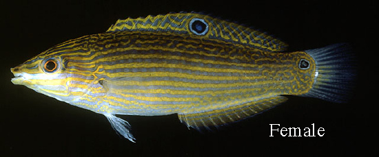  Halichoeres leucurus (Greyhead Wrasse)